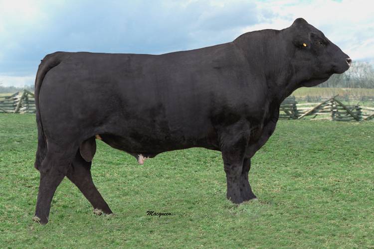 Shenandoah Valley Simmentals - Home of the Keepin' Kind